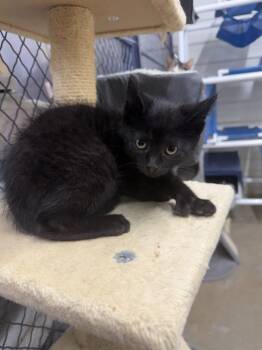 Jabba -  Domestic Short Hair Cat for Adoption in Lagrange, Indiana - Jabba | PetCurious