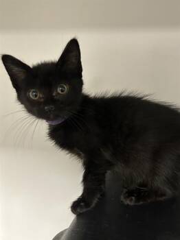 GRAPE -  Domestic Short Hair Cat for Adoption in Ontario, California - GRAPE | PetCurious