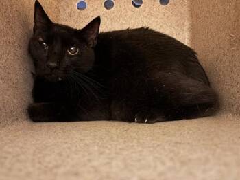 Domestic Short Hair Cats Available for Adoption in Oklahoma City, Oklahoma - A474137 | PetCurious