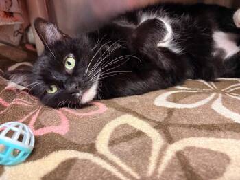 Domestic Short Hair Cats Available for Adoption in Detroit, Michigan - Paris | PetCurious