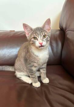 REMY -  Domestic Short Hair Cat for Adoption in Delson, Quebec - REMY | PetCurious