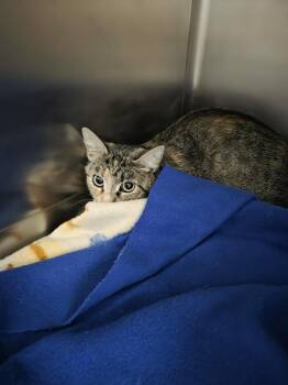 Girlie -  Domestic Short Hair Cat for Adoption in Salmon, Idaho - Girlie | PetCurious
