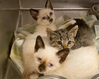 TONY -  Domestic Short Hair Cat for Adoption in Tustin, California - TONY | PetCurious