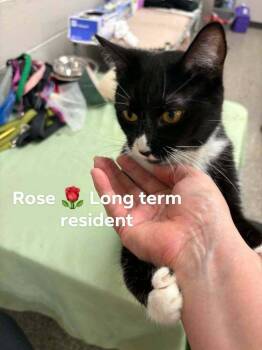 Rose -  Domestic Short Hair Cat for Adoption in Chicago, Illinois - Rose | PetCurious