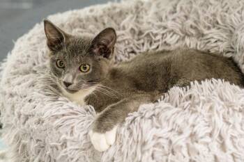 Domestic Short Hair Cats Available for Adoption in Hilton Head Island, South Carolina - Moondrop | PetCurious