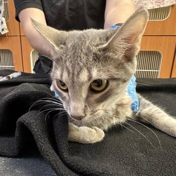 Rascal -  Domestic Short Hair Cat for Adoption in Murray, Utah - Rascal | PetCurious