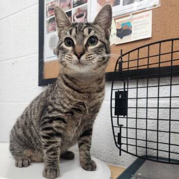 Domestic Short Hair Cats Available for Adoption - Beef | PetCurious