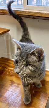 Domestic Short Hair Cats Available for Adoption - HUFF-N-PUFF | PetCurious