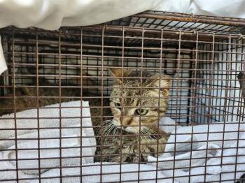 ZOEY -  Domestic Short Hair Cat for Adoption in San Antonio, Texas - ZOEY | PetCurious