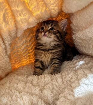 Laurel -  Domestic Medium Hair Cat for Adoption in North Babylon, New York - Laurel | PetCurious