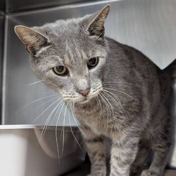 Rescue Domestic Short Hair Cats for Adoption in Greenville, South Carolina - Kevin Nash | PetCurious