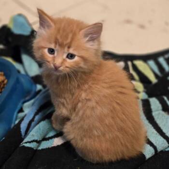 Gluteus Maximus -  Domestic Short Hair Cat for Adoption in Carencro, Louisiana - Gluteus Maximus | PetCurious