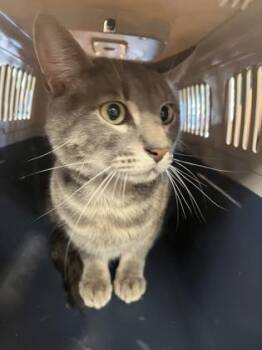 Charlie Brown -  Domestic Short Hair Cat for Adoption in West Chester, Pennsylvania - Charlie Brown | PetCurious