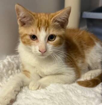 GUSTAVO -  Domestic Short Hair Cat for Adoption in Wyandotte, Michigan - GUSTAVO | PetCurious