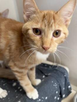 Cammie - I AM AT PetSmart Northborough -  Domestic Short Hair Cat for Adoption in East Brookfield, Massachusetts - Cammie - I AM AT PetSmart Northborough | PetCurious