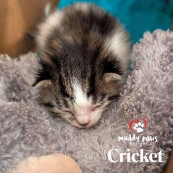 Rescue Domestic Medium Hair Cats for Adoption in Council Bluffs, Iowa - Cricket | PetCurious