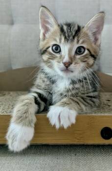 Domestic Short Hair Cats Available for Adoption in Lemoyne, Pennsylvania - William | PetCurious