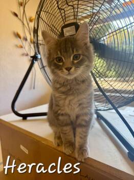 Rescue Domestic Long Hair Cats for Adoption in Albuquerque, New Mexico - Heracles | PetCurious