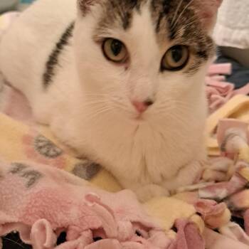 Cheesecake -  Domestic Short Hair Cat for Adoption in Buffalo, New York - Cheesecake | PetCurious