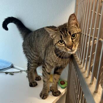 Cinnamon -  Domestic Short Hair Cat for Adoption in Binghamton, New York - Cinnamon | PetCurious