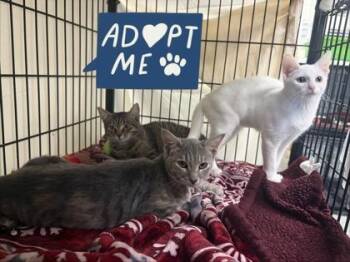 Thunder -  Domestic Short Hair Cat for Adoption in Lowell, Massachusetts - Thunder | PetCurious