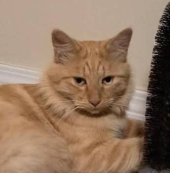 Rescue Tabby and Domestic Medium Hair Cats for Adoption in Las Cruces, New Mexico - Chander | PetCurious