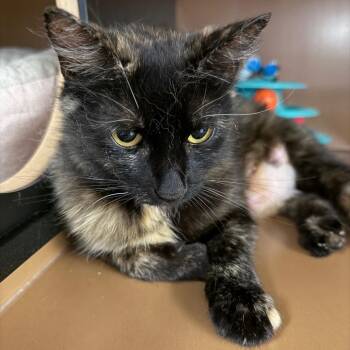 Camo -  Domestic Long Hair Cat for Adoption in Middlebury, Vermont - Camo | PetCurious