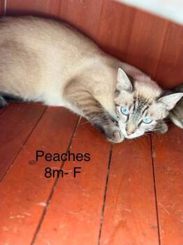 peaches -  Siamese Cat for Adoption in Waverly, Tennessee - Peaches | PetCurious