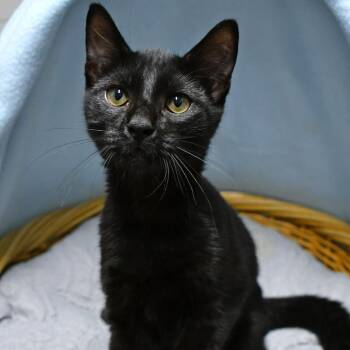 Parker -  Domestic Short Hair Cat for Adoption in Beaumont, Texas - Parker | PetCurious