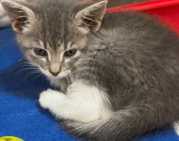 SOPHIE -  Domestic Short Hair Cat for Adoption in Elizabethton, Tennessee - SOPHIE | PetCurious