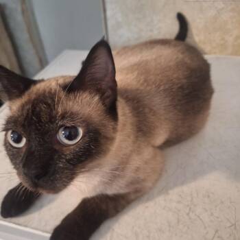 Siamese Cats Available for Adoption in Polk City, Florida - Josie | PetCurious