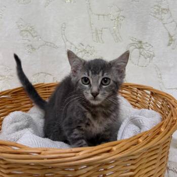 Chad -  Domestic Short Hair Cat for Adoption in Riverwoods, Illinois - Chad | PetCurious