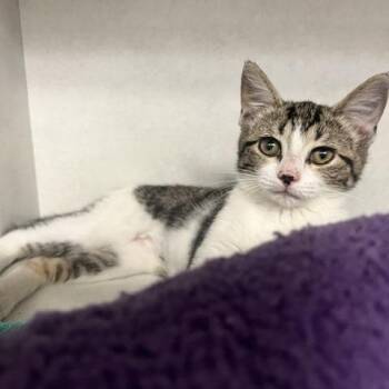 McChicken -  Domestic Short Hair Cat for Adoption in Dayton, Ohio - McChicken | PetCurious