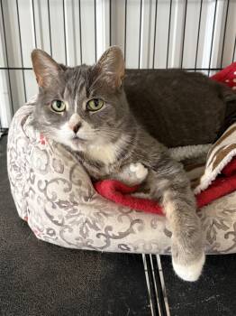American Shorthair Cats Available for Adoption in Big Rapids, Michigan - Millie | PetCurious