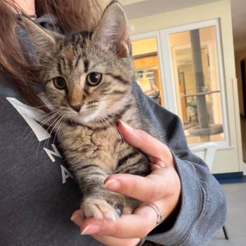 Katya -  Domestic Short Hair Cat for Adoption in Morristown, Vermont - Katya | PetCurious