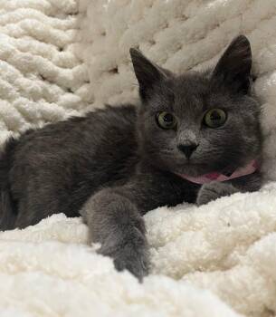 Rescue Domestic Short Hair Cats for Adoption in Webster City, Iowa - Sissy | PetCurious