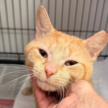 Frankie -  Domestic Short Hair Cat for Adoption in Candler, North Carolina - Frankie | PetCurious
