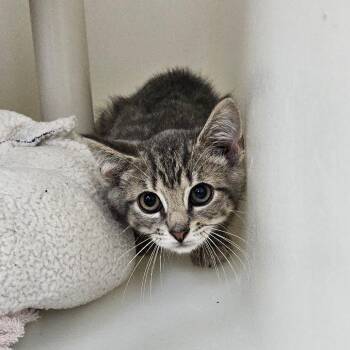 Snap -  Domestic Short Hair Cat for Adoption in Ridgely, Maryland - Snap | PetCurious