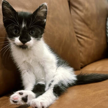 Rescue Domestic Short Hair Cats for Adoption in San Antonio, Texas - Olive | PetCurious