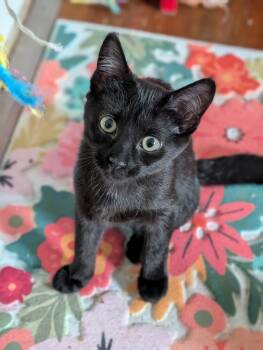 Fuji -  Domestic Short Hair Cat for Adoption in Richmond, Virginia - Fuji | PetCurious