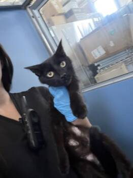 MINERVA -  Domestic Short Hair Cat for Adoption in San Bernardino, California - MINERVA | PetCurious
