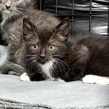 Domestic Medium Hair Cats Available for Adoption in Long Beach, California - Caesar | PetCurious