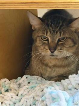 Iggy -  Domestic Short Hair Cat for Adoption in Bellevue, Washington - Iggy | PetCurious