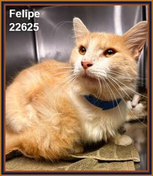 FELIPE (see also PANCHO) -  Domestic Medium Hair Cat for Adoption in Marietta, Georgia - FELIPE (see Also PANCHO) | PetCurious