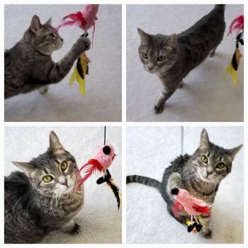 Rescue Domestic Short Hair Cats for Adoption in Fishers, Indiana - Nina Simone | PetCurious