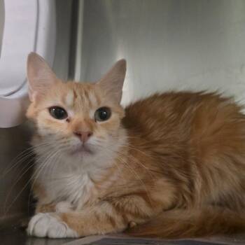 Bacon -  Domestic Medium Hair Cat for Adoption in Kennebunk, Maine - Bacon | PetCurious