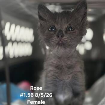 STORMY -  Domestic Medium Hair Cat for Adoption in Kyle, Texas - STORMY | PetCurious