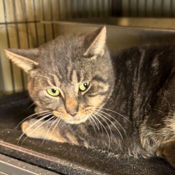 Domestic Short Hair Cats Available for Adoption in Saginaw, Michigan - Wheatley | PetCurious