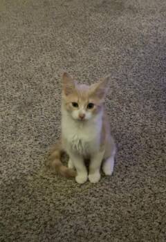 Hank -  Domestic Short Hair Cat for Adoption in Lawrenceville, Georgia - Hank | PetCurious