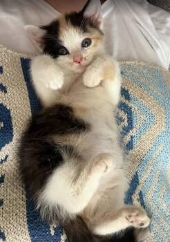 Mayhem -  Domestic Short Hair Cat for Adoption in West Chester, Pennsylvania - Mayhem | PetCurious